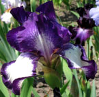 Iris - Vilkdalgis - Going My Way