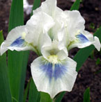 Iris - Vilkdalgis - Gentle Grace