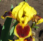 Iris - Vilkdalgis - Hot