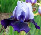 Iris - Vilkdalgis - Hellcat