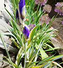 Iris - Vilkdalgis - Iris pallida Variegata