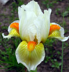 Iris - Vilkdalgis - Lumalite