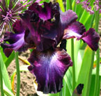 Iris - Vilkdalgis - Baltic Star