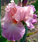 Iris - Vilkdalgis - Pond Lily