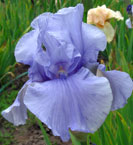 Iris - Vilkdalgis - Pacific Blue
