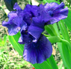 Iris - Vilkdalgis - Rašalinukas-2