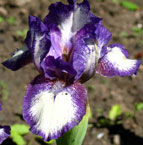 Iris - Vilkdalgis - Starbaby