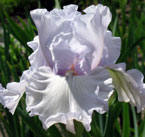 Iris - Vilkdalgis - Silverado