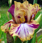 Iris - Vilkdalgis - Toucan Tango