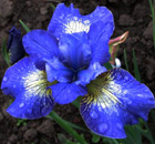 Iris - Vilkdalgis - Windwood Spring