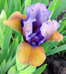 Iris - Vilkdalgis - What Again