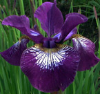 Iris - Vilkdalgis - Demure Illini 