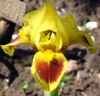Iris - Vilkdalgis - Amberis
