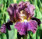 Iris - Vilkdalgis - Blackcurrant