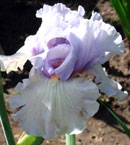 Iris - Vilkdalgis - Blue Chip Pink