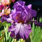 Iris - Vilkdalgis - Celestial Explosion