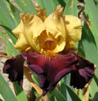 Iris - Vilkdalgis - Kathy Chilton