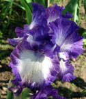 Iris - Vilkdalgis - American Classic