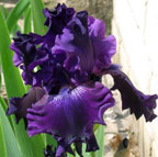 Iris - Vilkdalgis - Hollywood Nights