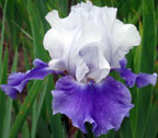Iris - Vilkdalgis - Snow Melt