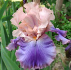 Iris - Vilkdalgis - Florentine Silk