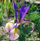 Iris - Vilkdalgis - Farolito