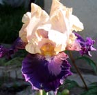 Iris - Vilkdalgis - Boysenberry Buttercup
