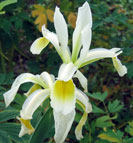 Iris - Vilkdalgis - Frigia