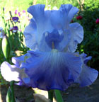 Iris - Vilkdalgis - Altruist