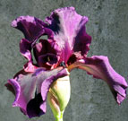 Iris - Vilkdalgis - Draculas Shadow