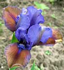 Iris - Vilkdalgis - Blueberry Tart