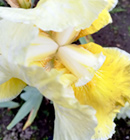 Iris - Vilkdalgis - Canary Delight