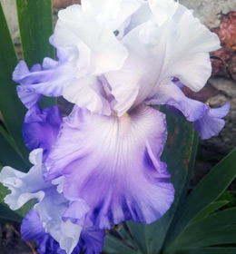 Iris - Vilkdalgis - October sky