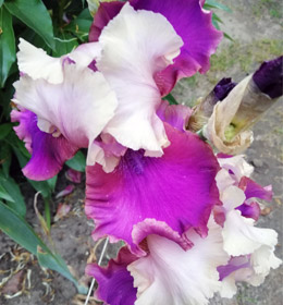 Iris - Vilkdalgis - Burgermeister