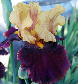 Iris - Vilkdalgis - Red Rock Canyon