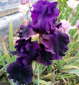 Iris - Vilkdalgis - Ozark Rebounder