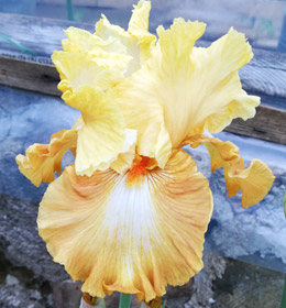 Iris - Vilkdalgis - Honcycomb