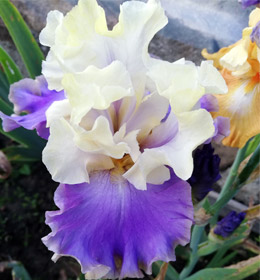 Iris - Vilkdalgis - Sky King Returns