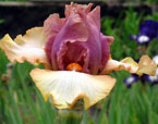 Iris - Vilkdalgis - Cut Above