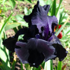 Iris - Vilkdalgis - Dusky Challenger