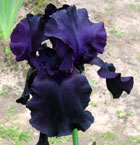 Iris - Vilkdalgis - Dark Side