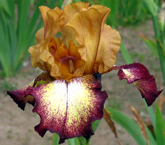 Iris - Vilkdalgis - Flamenko