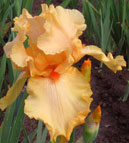 Iris - Vilkdalgis - Flaming Day