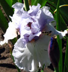 Iris - Vilkdalgis - Fogbound