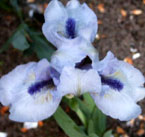 Iris - Vilkdalgis - Forever Blue
