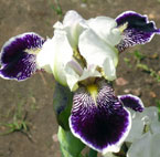 Iris - Vilkdalgis - Frosted Velvet