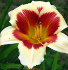 Viendienė - Purple Bicolor